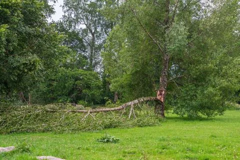 Fallen Birch Tree Limb Broken After Storm Damage on Grassy Field Foto stock