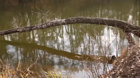 Fallen birch tree on the river. Spring. Stock Footage 62865322