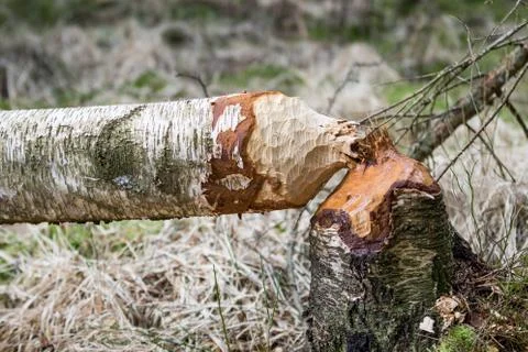 Fallen birch tree in woods gnawed by beavers Stock Photos