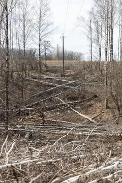 Fallen birch trees in the spring forest Stock Photos