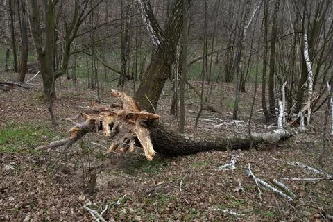 Fallen birch trees in a spring forest Stock Photos