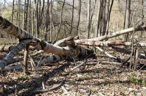 Fallen birch trunks on the ground. Stock Photos
