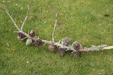Fallen Branch Displaying Clustered Pine Cones Stock-Fotos