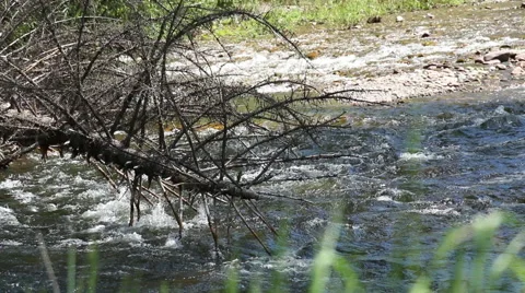 Fallen Branch in Fast Flowing River Missoula, Montana Video stock 50542650