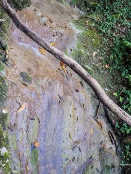Fallen Branch Over Shallow Forest Stream With Autumn Leaves Stock Photos
