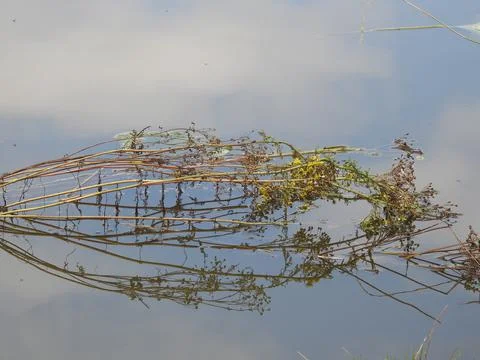 Fallen branch reflections Stock Photos