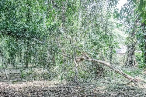 Fallen Branches and Bamboo Thicket in Forest Stock Photos