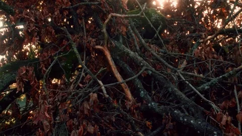 Fallen branches and leaves of an oak tree in an autumn forest Stock Footage 301125686