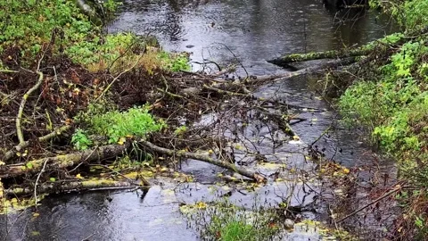 Fallen branches and natural debris clog small stream water flow, creating an Video stock 325296552