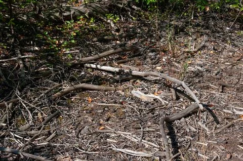 Fallen Branches and Twigs on Forest Floor Stock Photos
