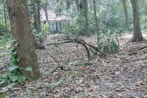 Fallen Branches on Forest Floor with Gazebo in Background Stock Photos