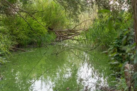 Fallen branches reflected in a green algae-covered pond Stock Photos