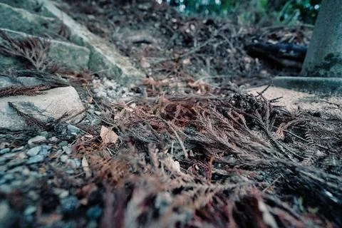 Fallen Branches on a Silent Shrine Path in Winter Stockfoto's
