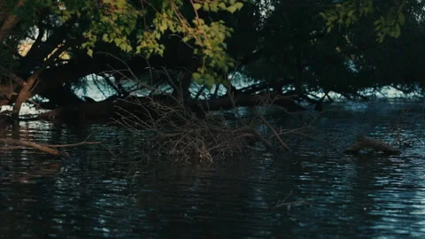 Fallen Branches Submerged in Pond Stock Footage 282212750