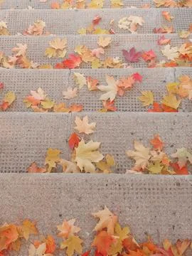 Fallen bright red, yellow maple leaves on the stairs Stock Photos