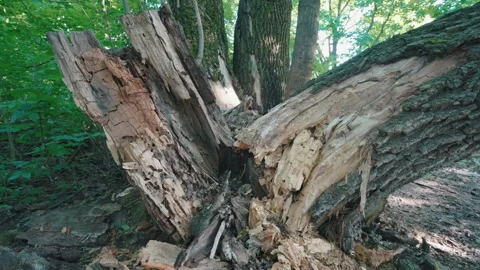 Fallen Broken Oak Tree Trunk in Forest After Storm | Rotting Wood with Pest Stock Footage 334690991