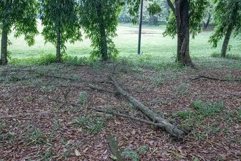 Fallen broken tree branch lying on grassy ground in a park.. Stock Photos