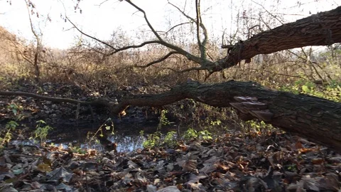 Fallen broken tree on the river Video stock 121468049