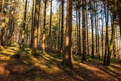 Fallen brown leaves and bare trees in the middle of the forest Stock Photos