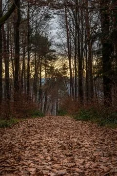 Fallen brown leaves and bare trees in the middle of the forest Stock Photos