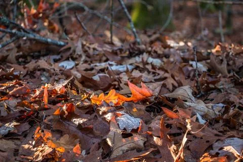 Fallen brown leaves in the middle of the forest Stock Photos