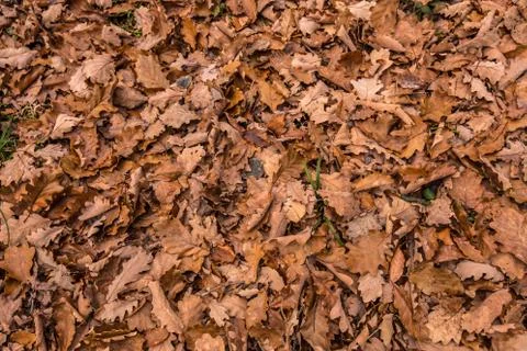 Fallen brown leaves in the middle of the forest Stock Photos