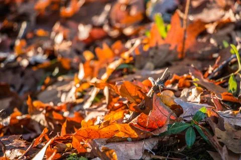 Fallen brown leaves in the middle of the forest Stock Photos