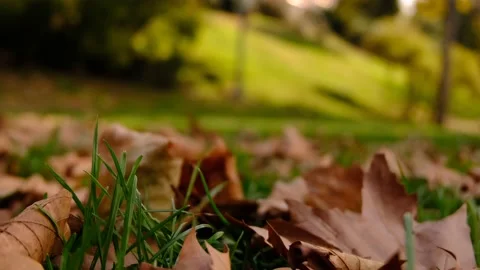 Fallen Brown Maple Leaves On The Grass. Close Up Shot From Ground	 Stock Footage 166737745