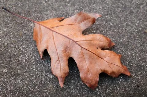 Fallen brown oak leaf on the cement in the backyard Stock Photos