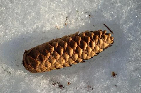 Fallen brown spruce tree cone in snow in sunlight Stock Photos