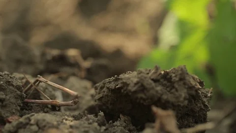 Fallen bunch of grapes Stock Footage 73777452