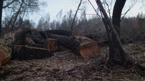 Fallen, Burnt Trees 스톡 동영상 85454235