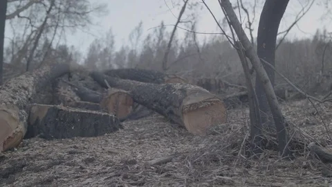 Fallen, Burnt Trees - Log 스톡 동영상 85454182