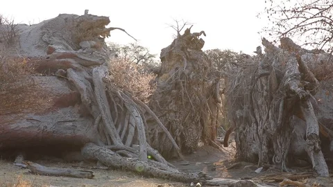 Fallen Chapman's Baobab tree roots Botswana Stock Footage 113961205