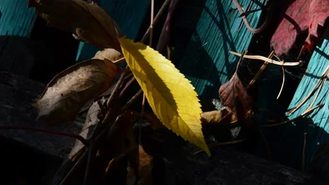Fallen cherry and withered maiden grapes leaves Stock Footage 271205979