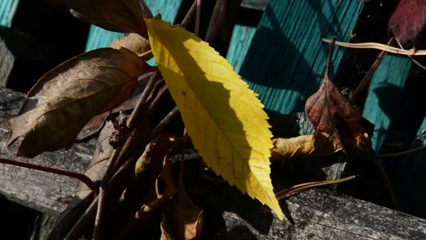 Fallen cherry and withered maiden grapes leaves Stock Footage 271206541