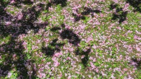 Fallen cherry blossom petals scattered on green grass Stock Footage 340547931