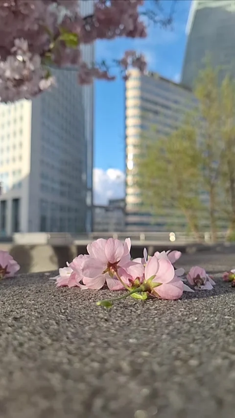 Fallen cherry blossom petals on a stone wall in Paris Stock Footage 332725978