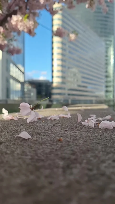 Fallen cherry blossom petals on stone with skyscraper background Stock Footage 332725979