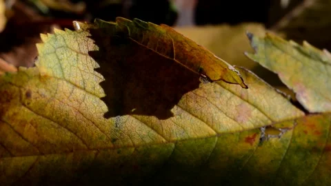 Fallen cherry leaf with a whitefly Stock Footage 271305890