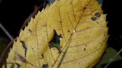 Fallen cherry leaf with a whitefly Stock Footage 271312611