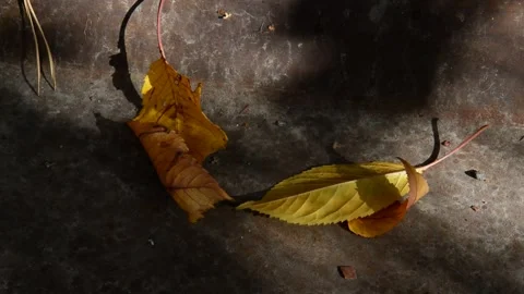 Fallen cherry leaves Stock Footage 271207247