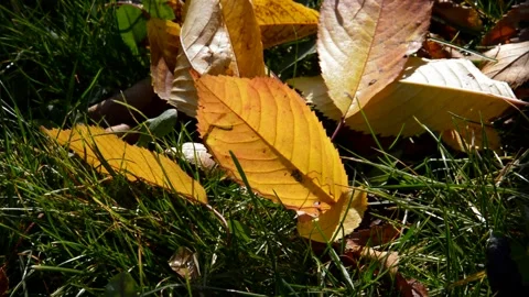 Fallen cherry leaves Stock Footage 271207359