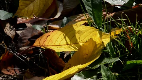 Fallen cherry leaves Stock Footage 271207916