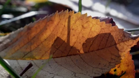 Fallen cherry leaves Stock Footage 271305367