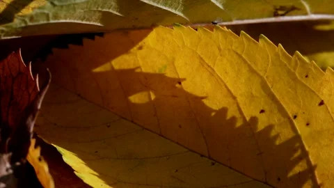 Fallen cherry leaves Stock Footage 271305776