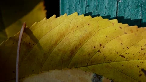 Fallen cherry leaves Stock Footage 271312542