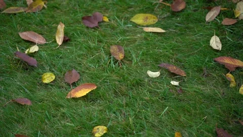 Fallen cherry leaves on green grass. Autumn atmosphere outside the city Stock Footage 236083400