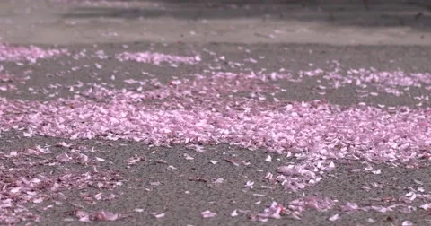 Fallen Cherry Petals Winds Blow From the Ground Stock Footage 62511562