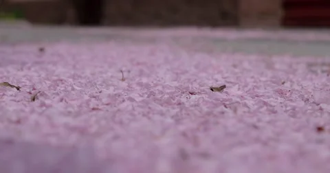 Fallen Cherry Petals Winds Blow From the Ground 스톡 동영상 62521453